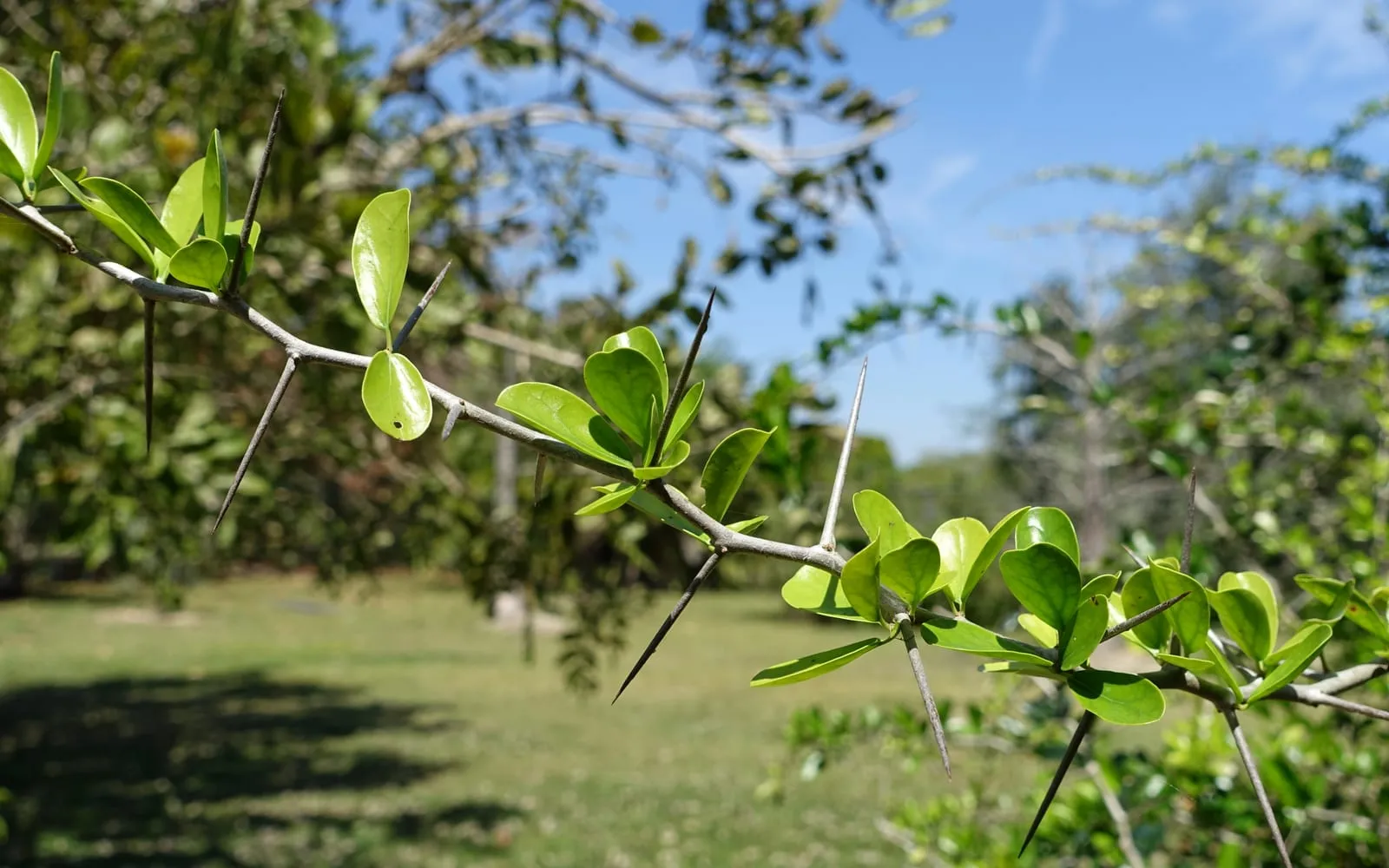 A thorny Abyssinian gooseberry branch with glossy green leaves and several long, straight spines along its length