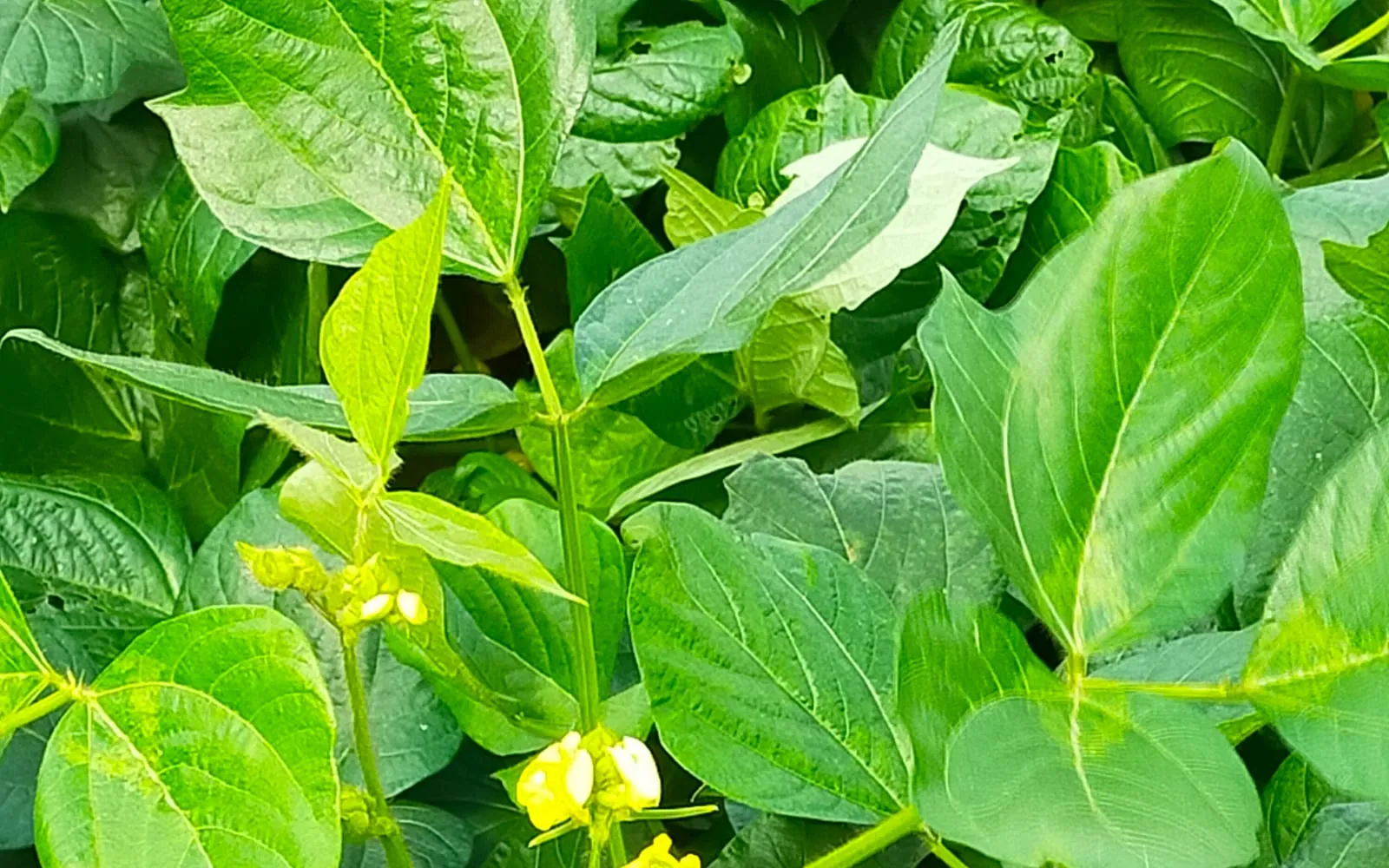 An adzuki bean plant with a yellow flower among broad green leaves