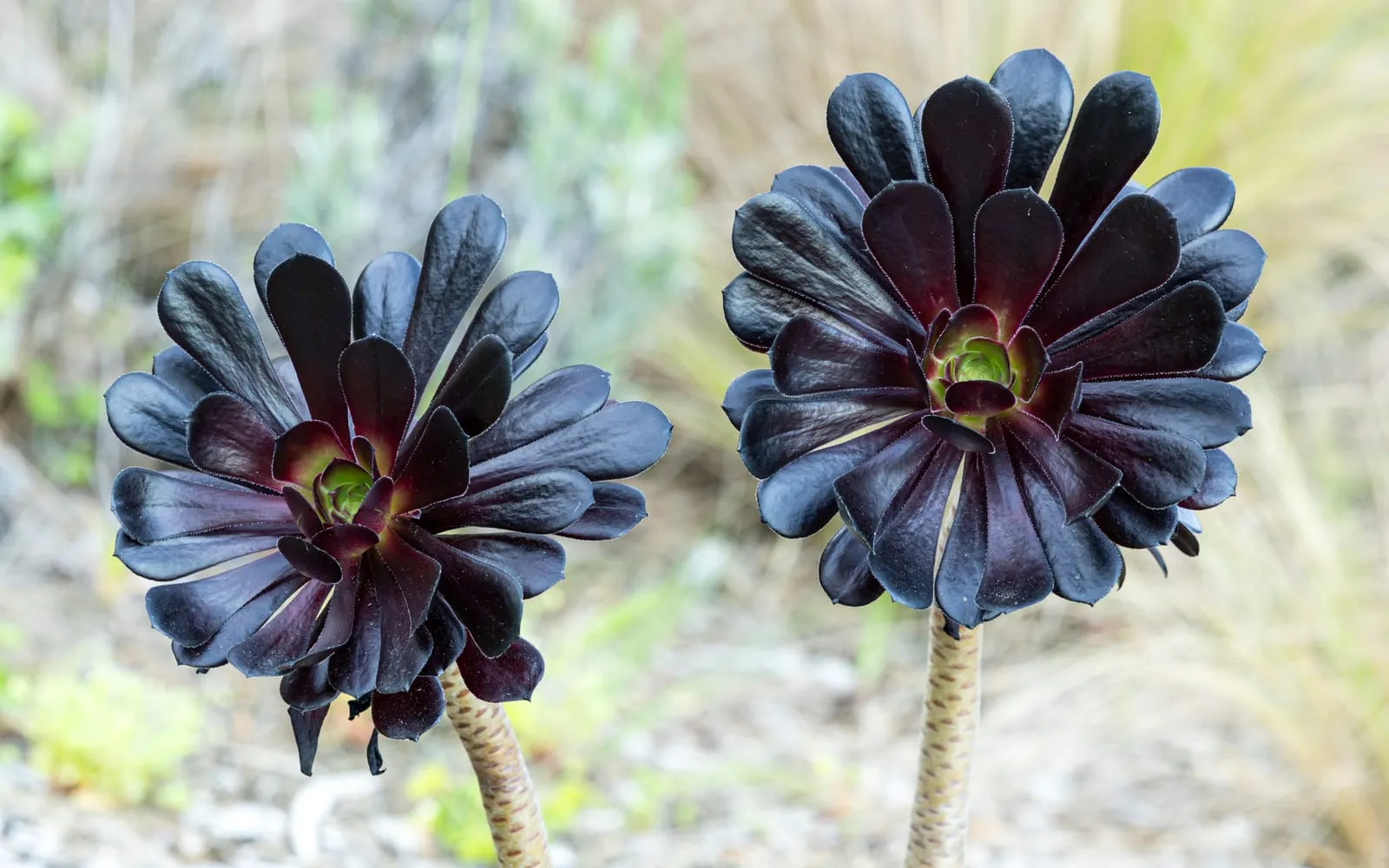 Two near-black aeonium rosettes held on bare stems, each with a green growing point at the centre