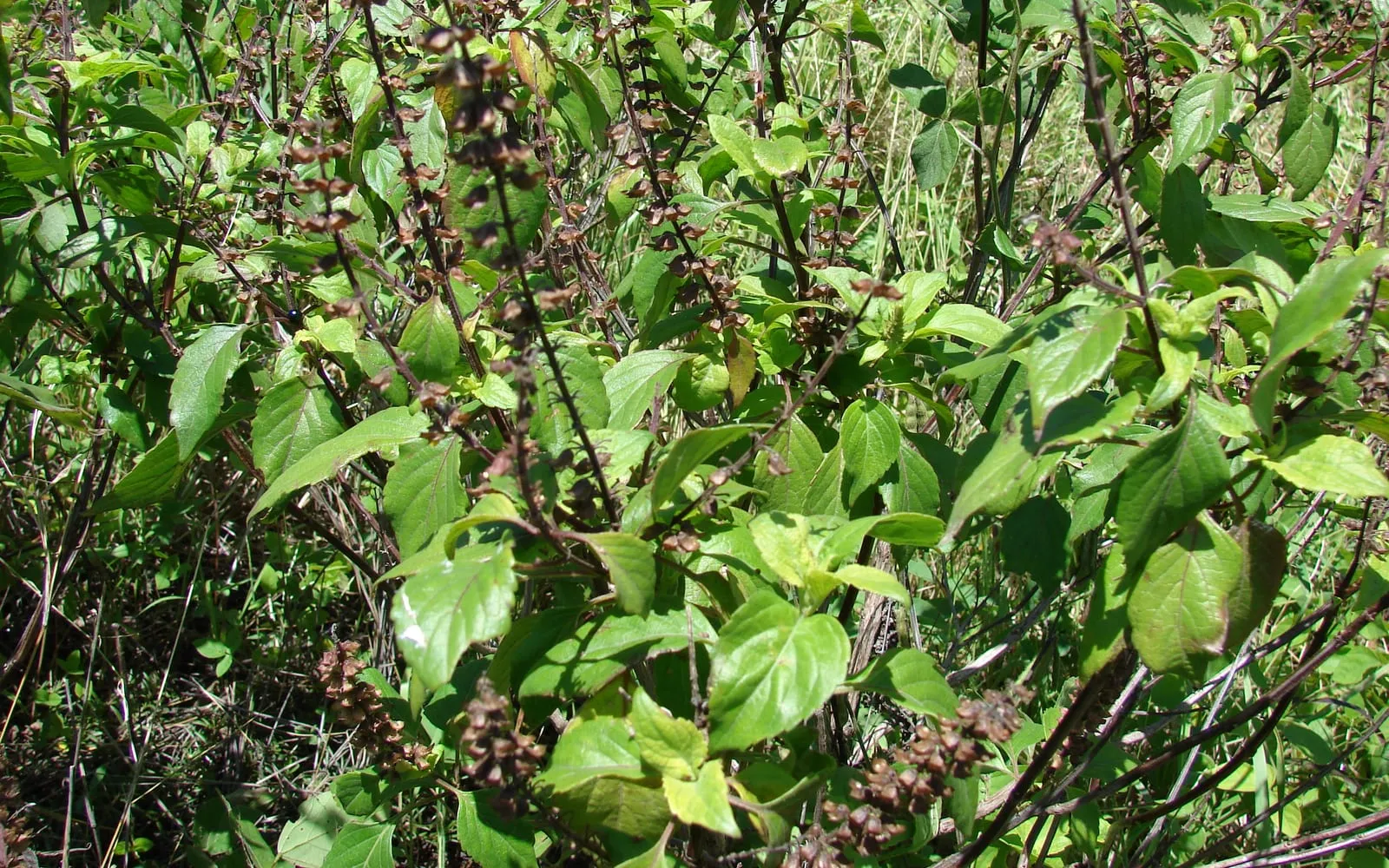 African basil, bushy and woody-stemmed, with broad leaves and greenish flower spikes