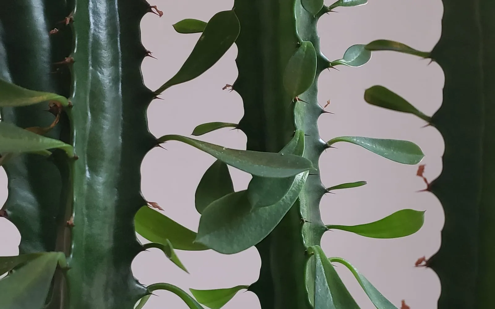 Close-up of African milk tree stems showing the ribbed, thorned edges with paired leaves growing along each ridge