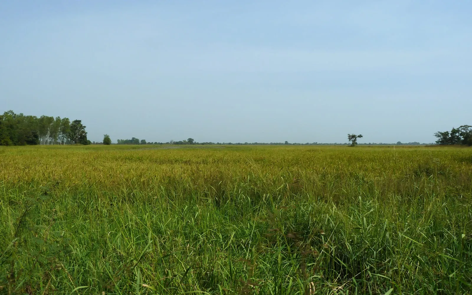 Inland valley rice cultivation near Sikasso in Mali, a ripening crop reaching to a distant treeline
