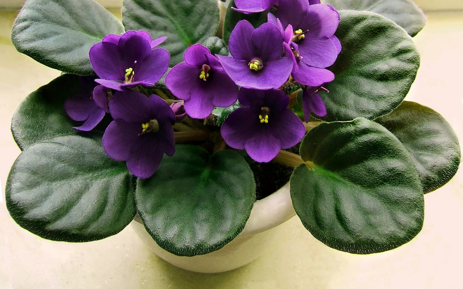 A potted African violet in full flower, with purple blooms above a rosette of hairy leaves