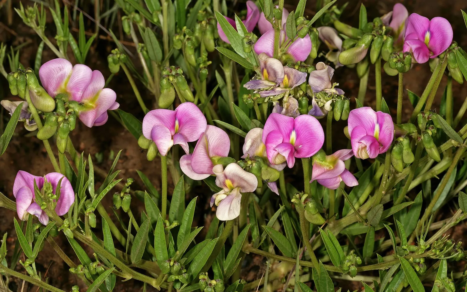 Pink pea flowers of Sphenostylis angustifolia on narrow lance-shaped leaflets in South African grassland