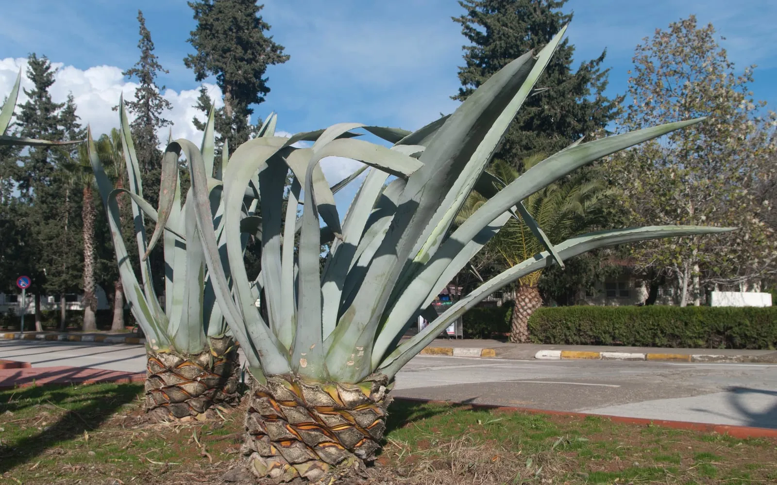 A large blue-grey Agave americana rosette with arching spine-tipped leaves in a sunny park