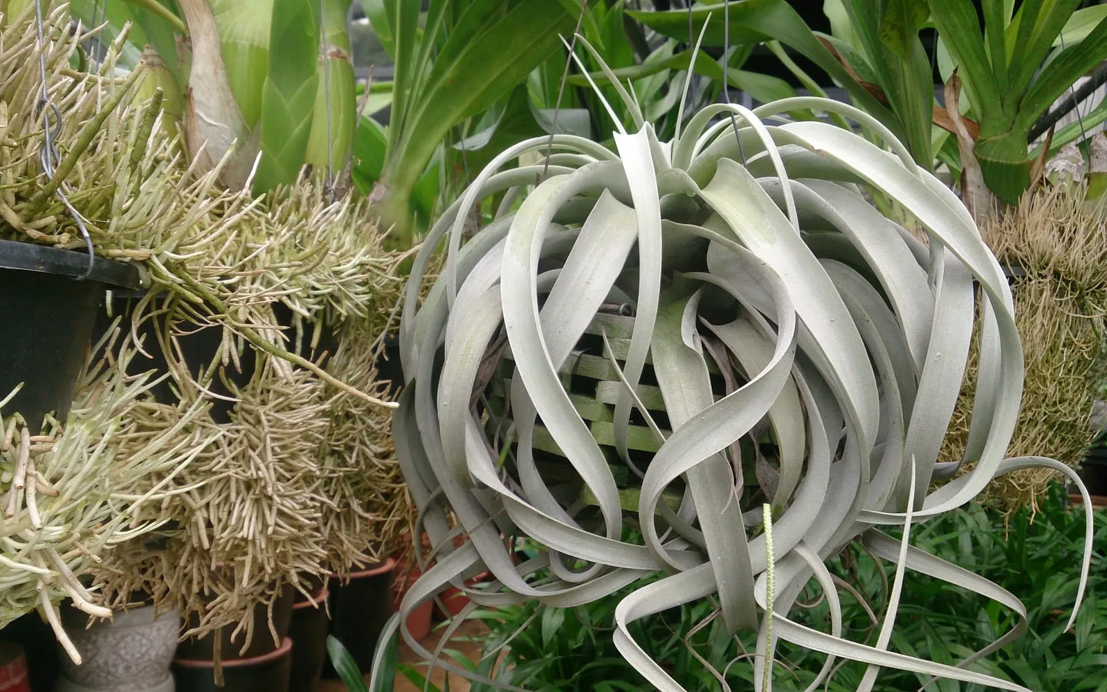 A large silver-grey Tillandsia xerographica with broad ribbon-like leaves curling loosely into a ball