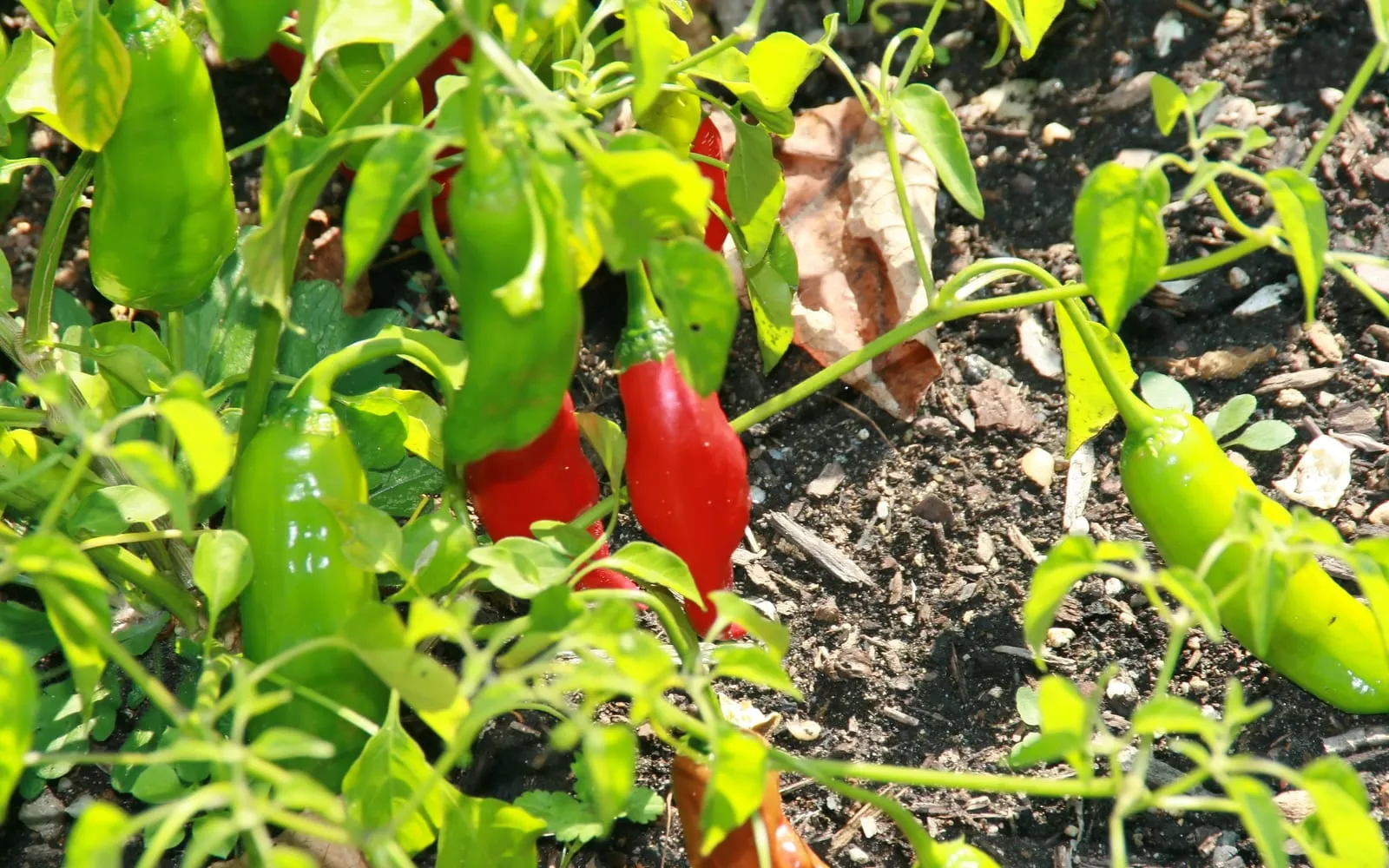 An aji plant carrying long tapering pods, red where ripe and green where not