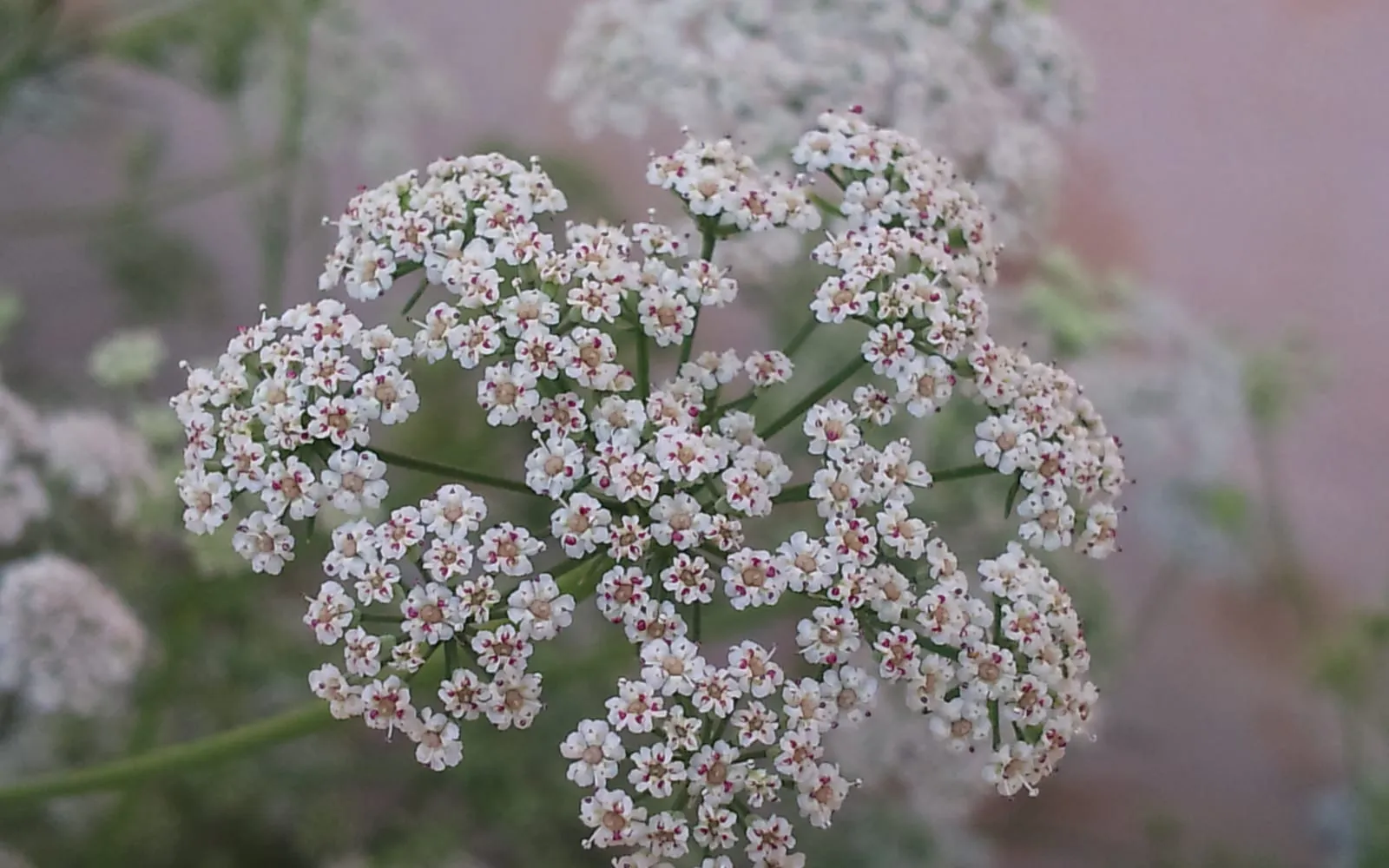 An ajwain plant in flower, with compound umbels of small white flowers