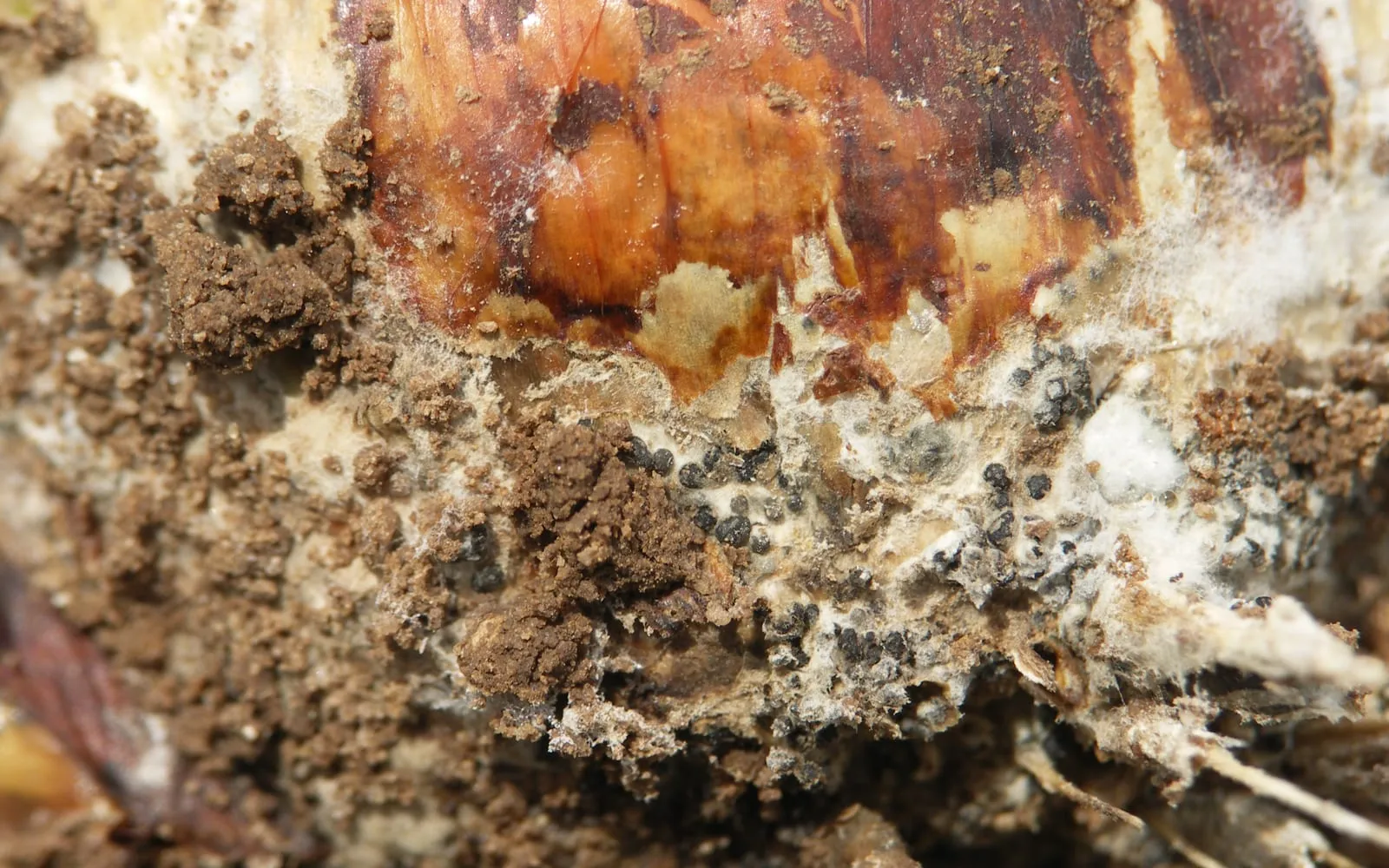 The base of an onion bulb covered in dense white fluffy fungal growth studded with small hard black grains, among soil