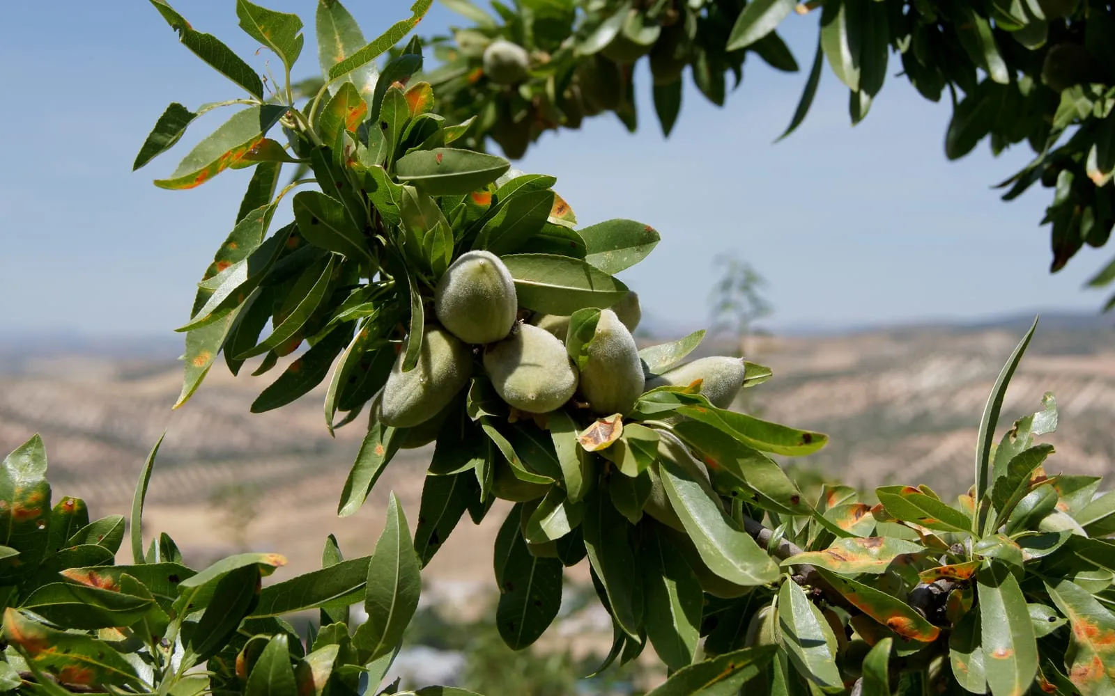 Green almond fruit in their fuzzy hulls on the tree, with groves behind