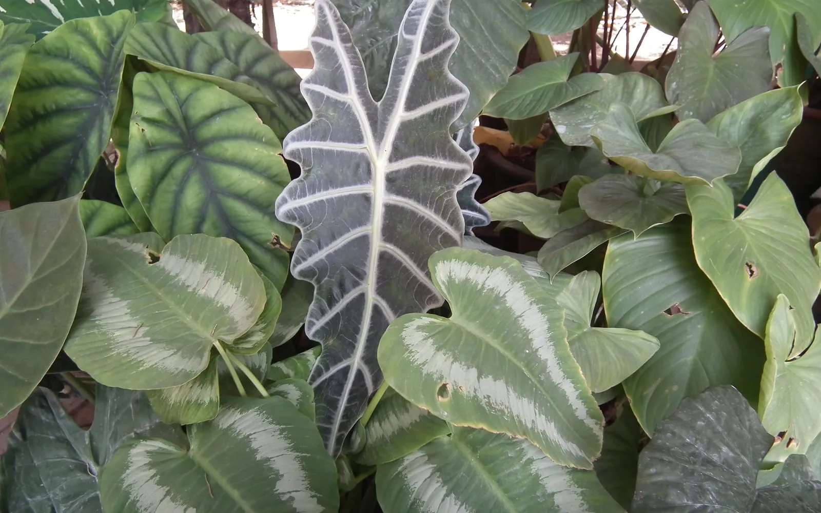 A dark green arrow-shaped alocasia leaf with bold white veins and a deeply scalloped wavy edge, among other tropical foliage