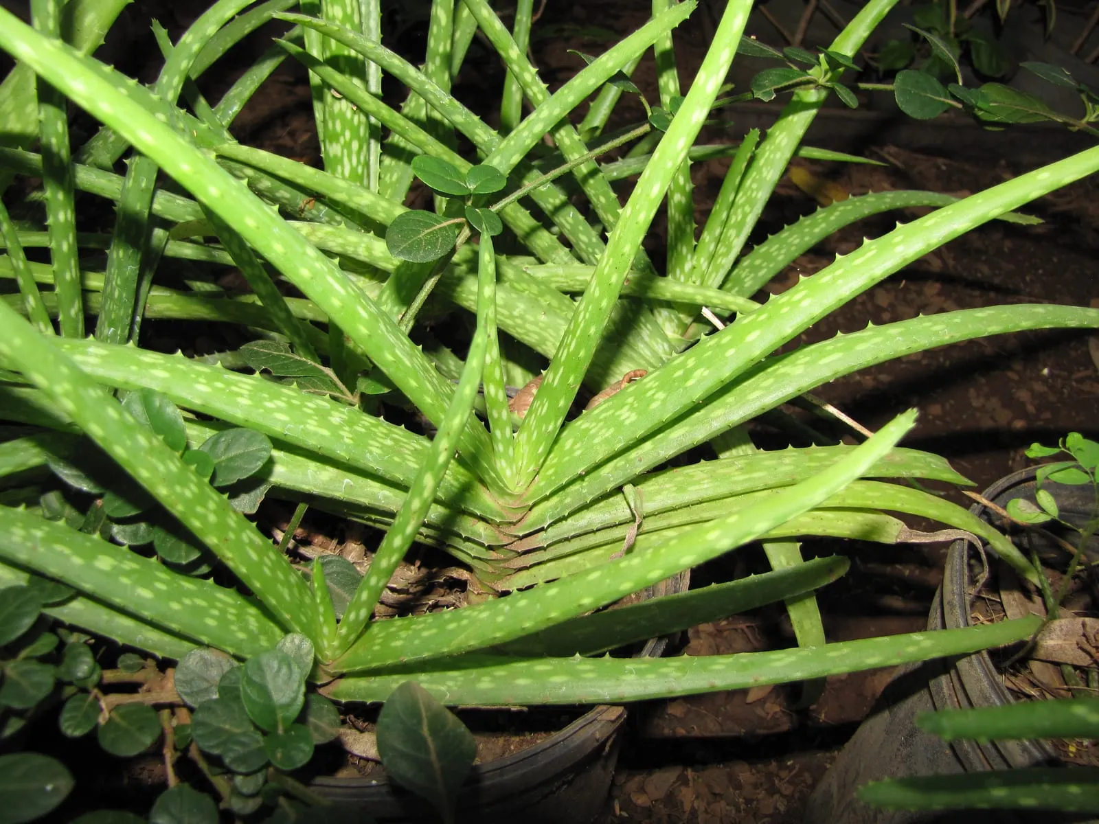 Thick fleshy grey-green aloe vera leaves with soft pale teeth along their edges