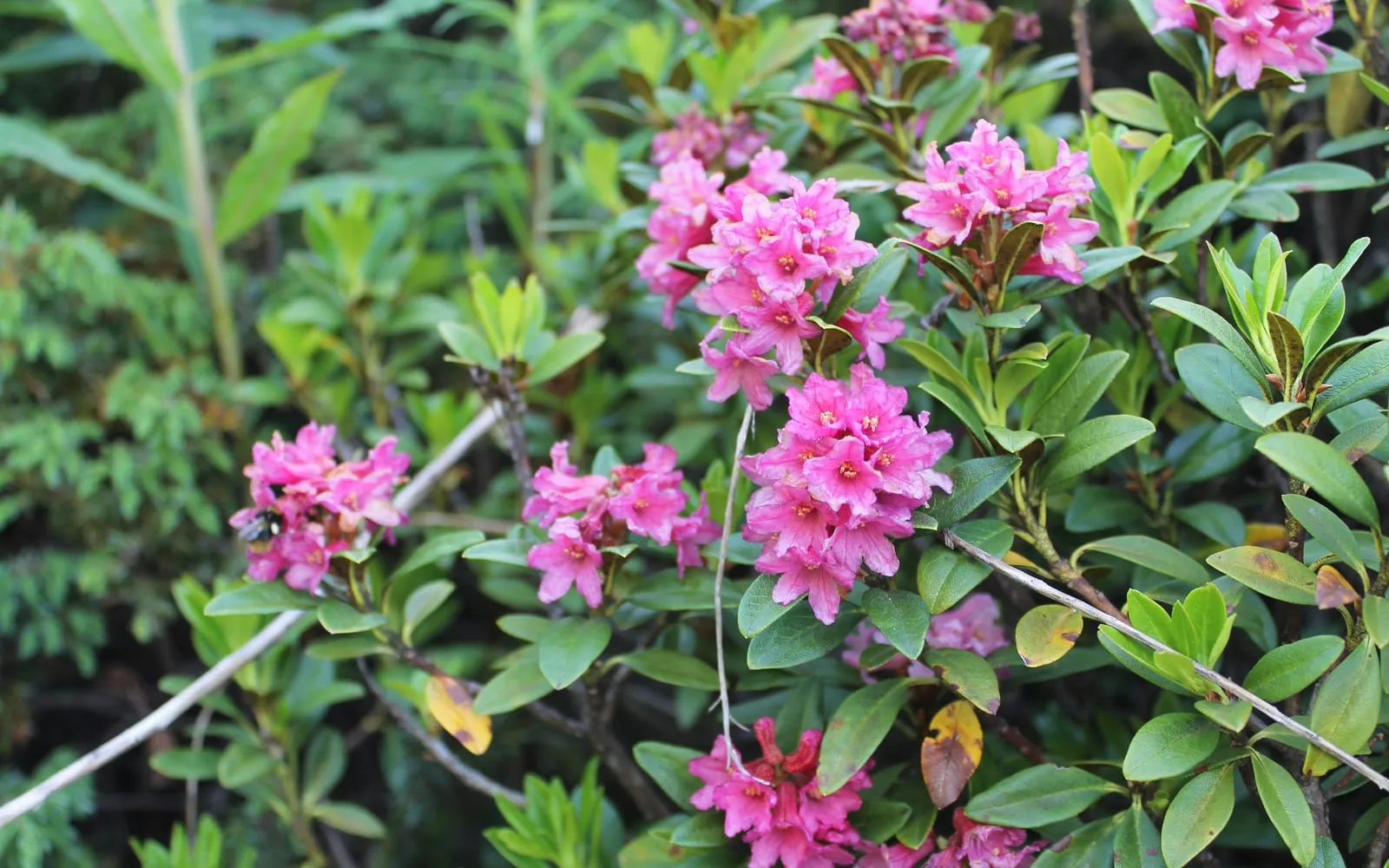 Clusters of deep pink, bell-shaped alpenrose flowers among small, glossy dark green leaves