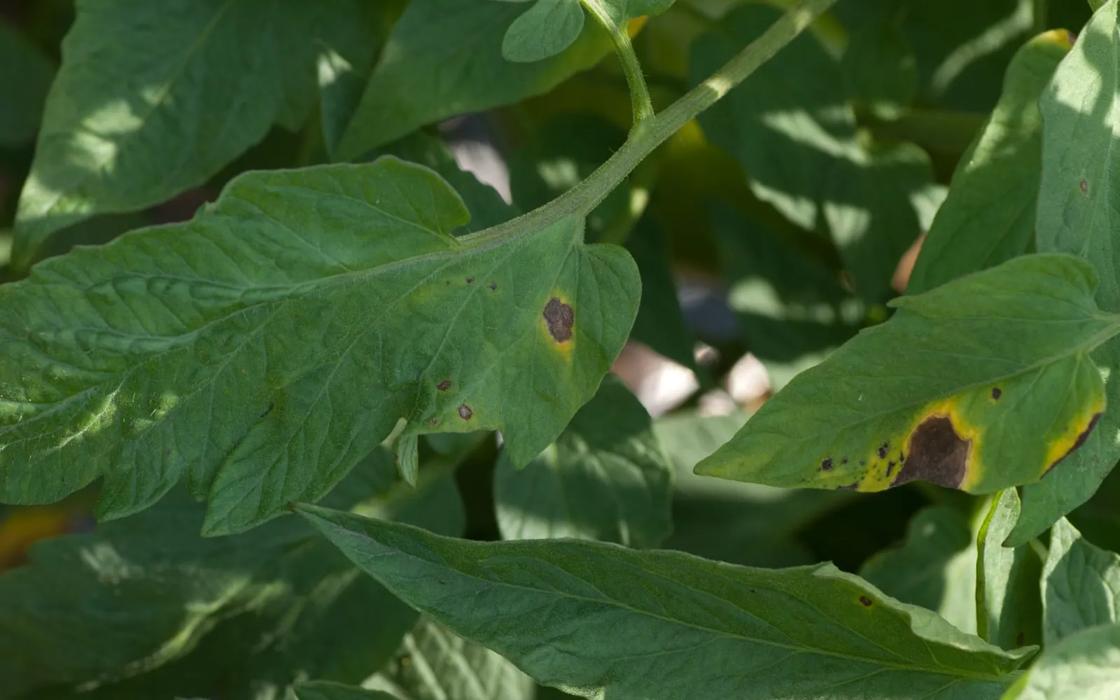 Tomato leaves carrying dark brown patches ringed with yellow, some of the patches showing faint concentric rings