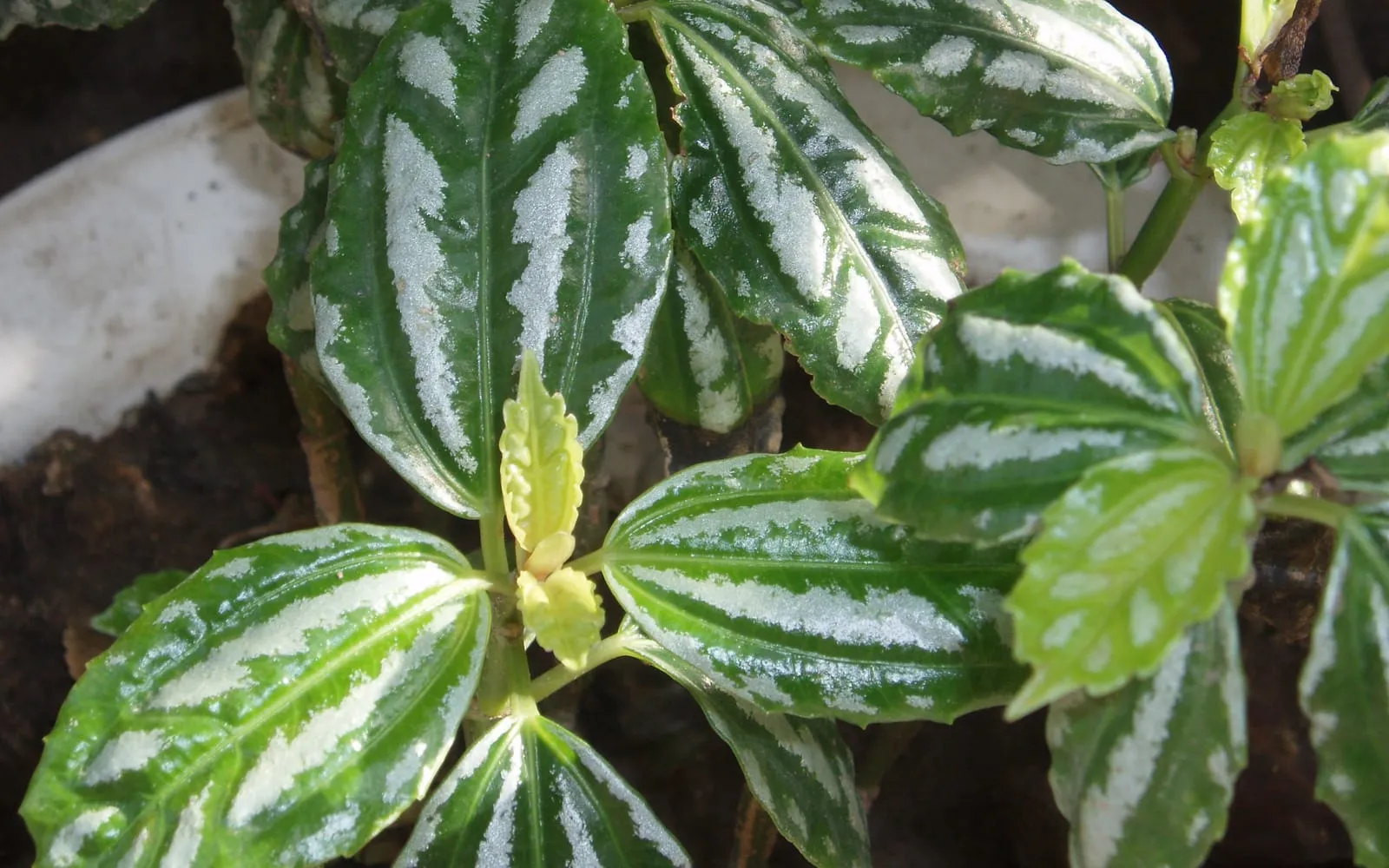 Quilted aluminium plant leaves marked with raised silver patches between sunken veins