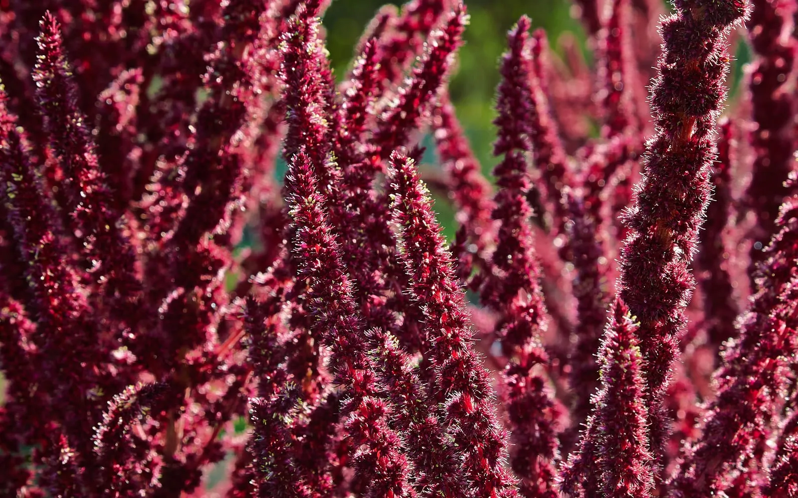 Dense crimson amaranth flower plumes standing upright and filling the frame
