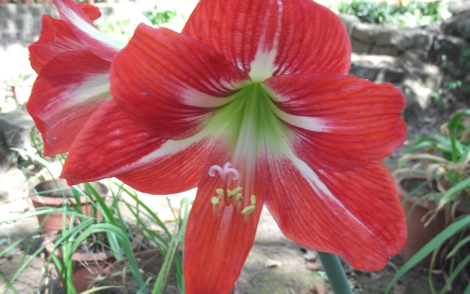 A large scarlet amaryllis trumpet with a white stripe down each segment and a green throat