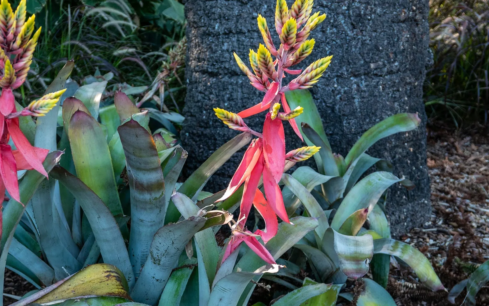 An Aechmea chantinii rosette with silvery-banded leaves and a branched, pyramidal flower spike of red and yellow bracts