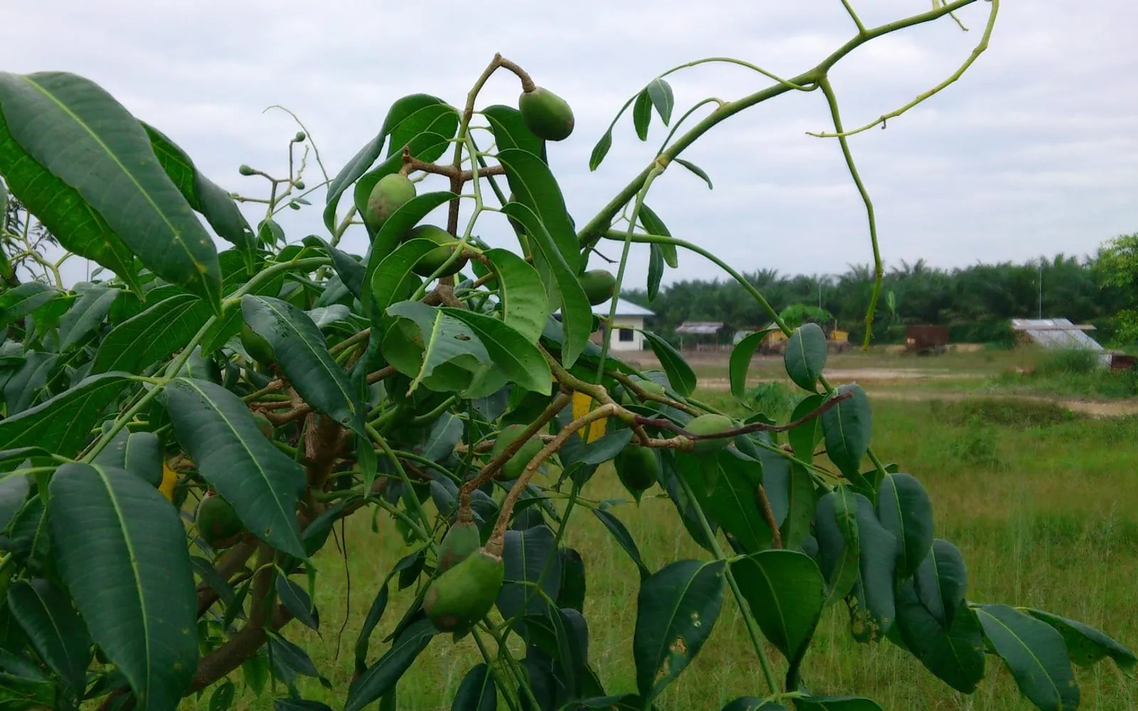 Green ambarella fruit hanging in clusters among the pinnate leaves