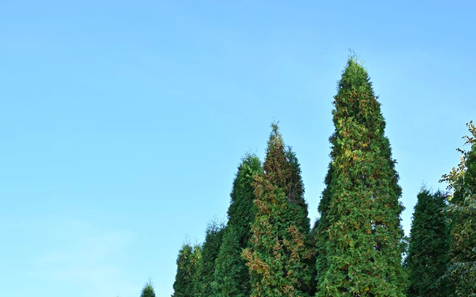 A dense row of tall, narrow, pyramidal American arborvitae trees holding foliage to the ground, planted as a screen.