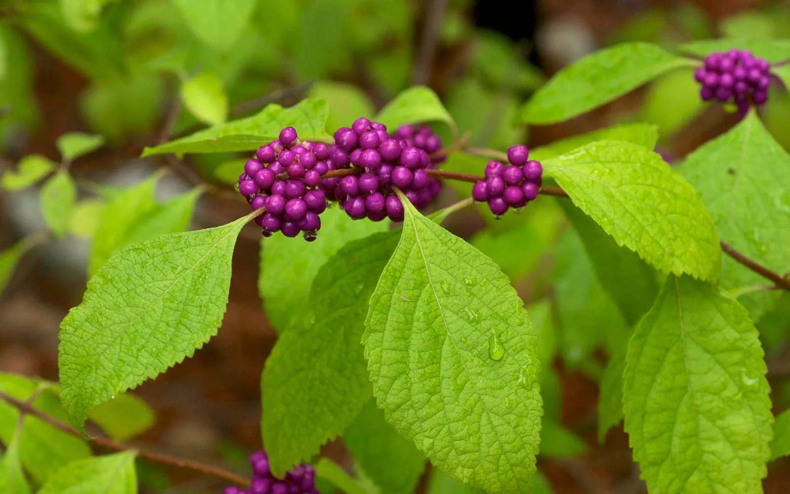 Dense whorls of bright magenta American beautyberry berries clustered along a leafy stem