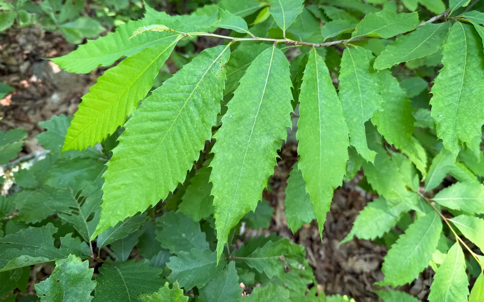 Long, narrow, sharply toothed American chestnut leaves on a wild root sprout in a New Jersey forest