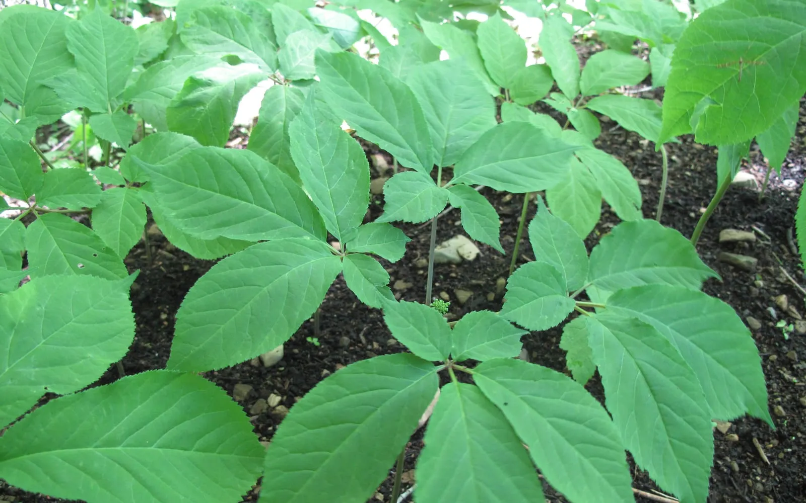 American ginseng plants on woodland soil, each carrying a whorl of five-leaflet leaves