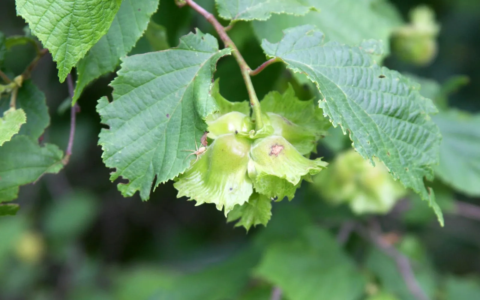 Developing American hazelnuts in their short, ragged, hairy husks, hanging beneath rounded, doubly toothed leaves