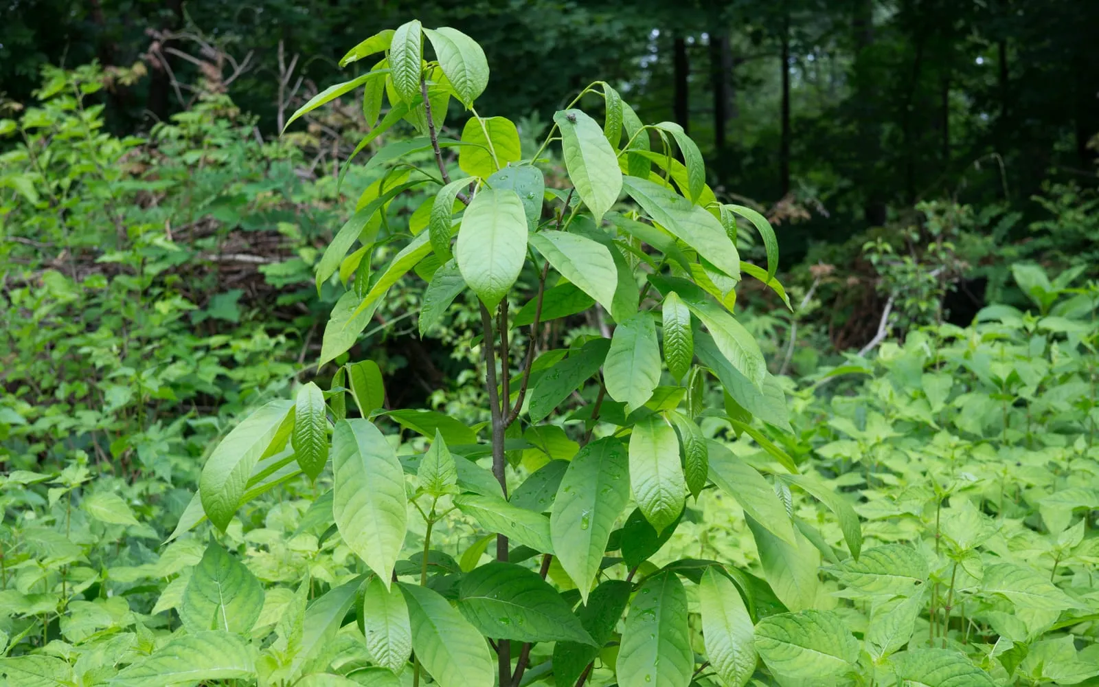 A young pawpaw in woodland with large drooping leaves