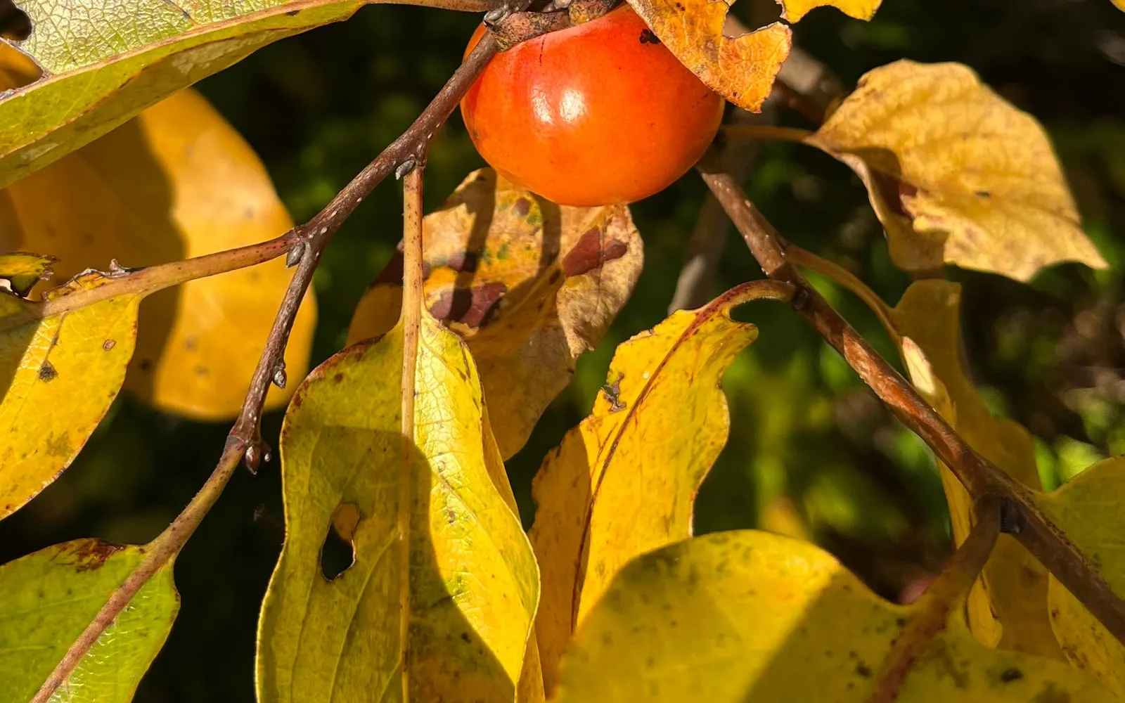 A single orange American persimmon fruit ripening on the branch among yellow autumn leaves