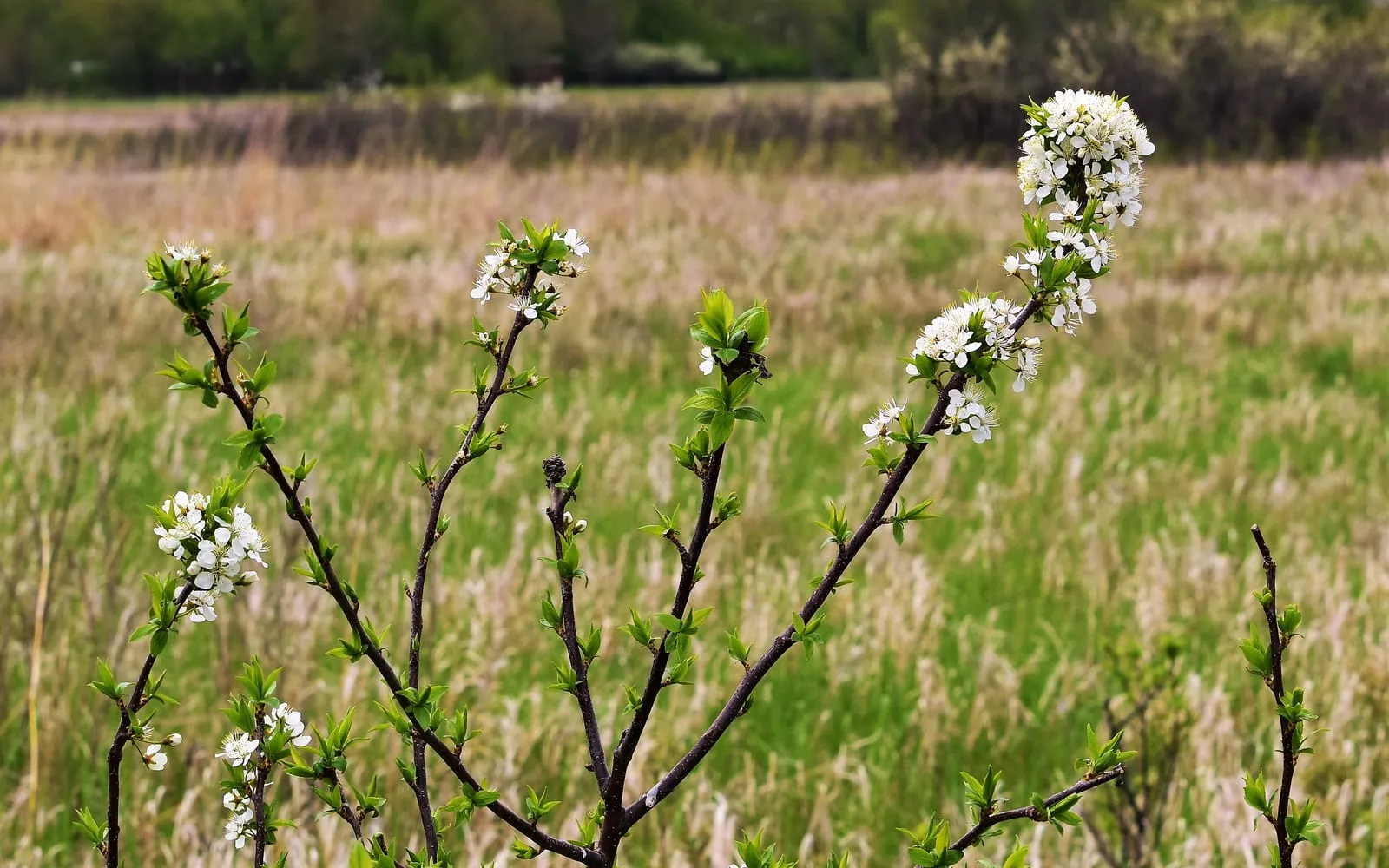 Clusters of white American plum blossom opening on bare, thorny branches alongside the season's first small leaves, with open prairie grassland behind