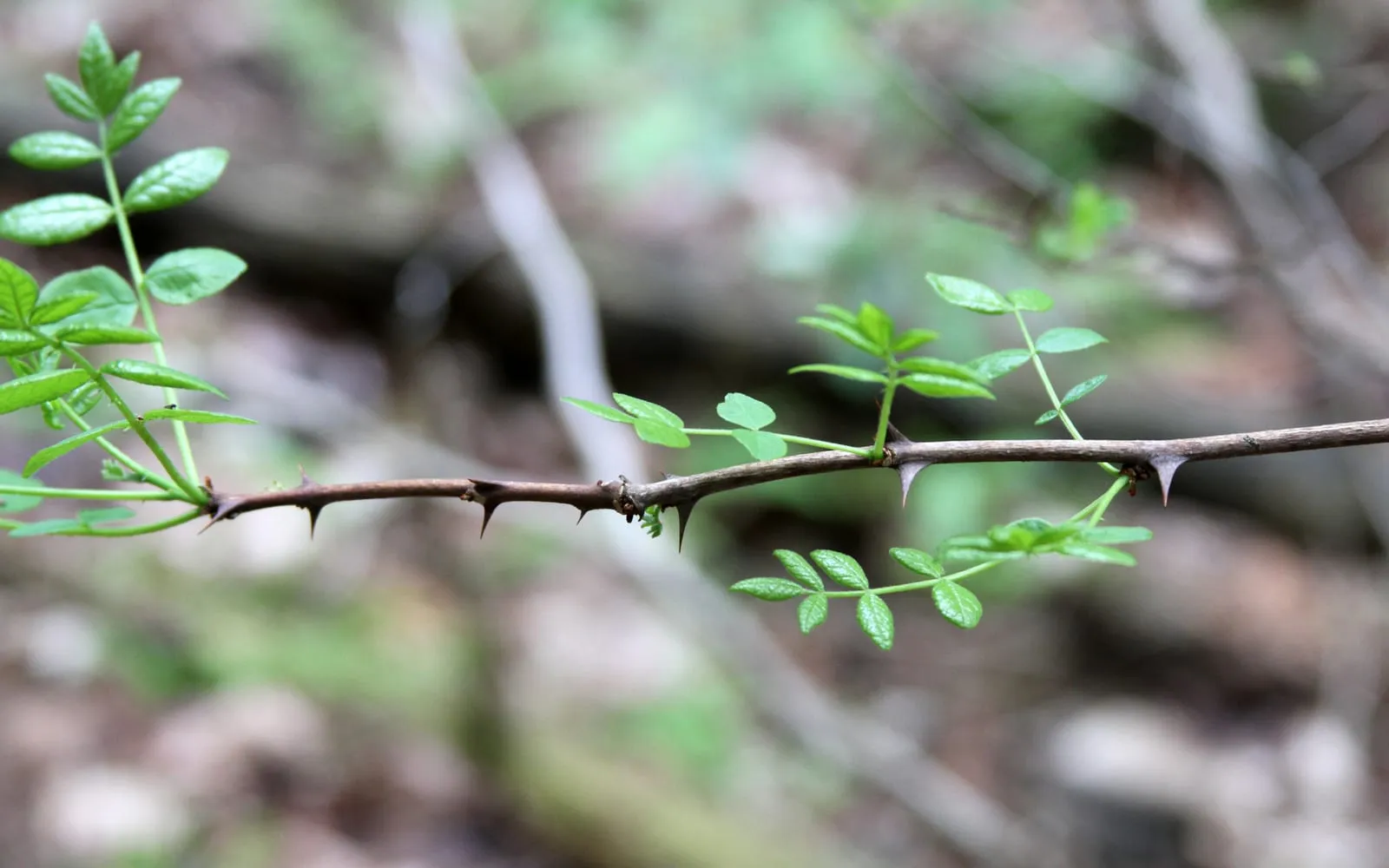 A woody American prickly-ash stem with paired sharp thorns at each node, and small pinnately compound leaflets emerging along its length