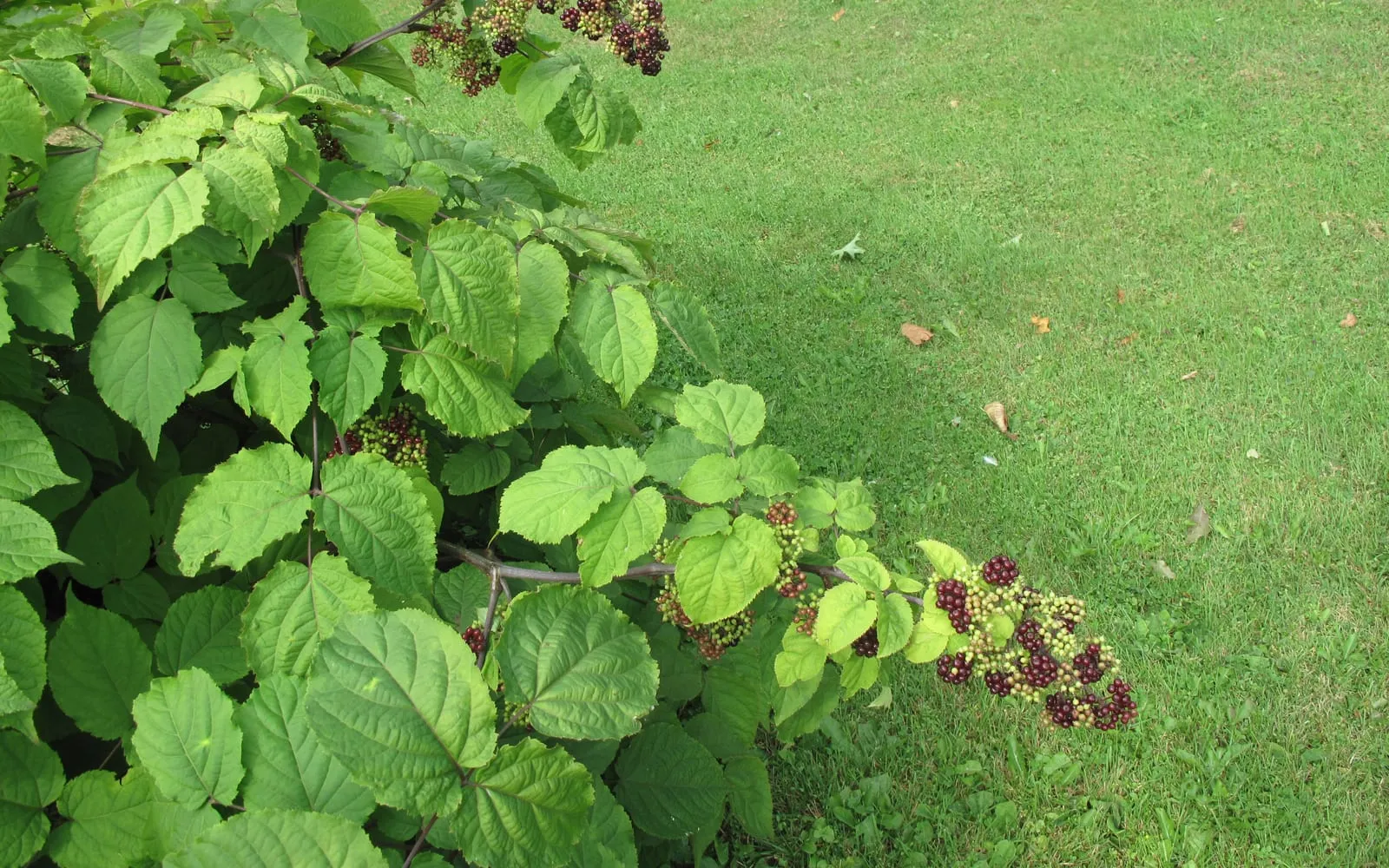 An American spikenard plant with large divided leaves and hanging clusters of dark purple berries