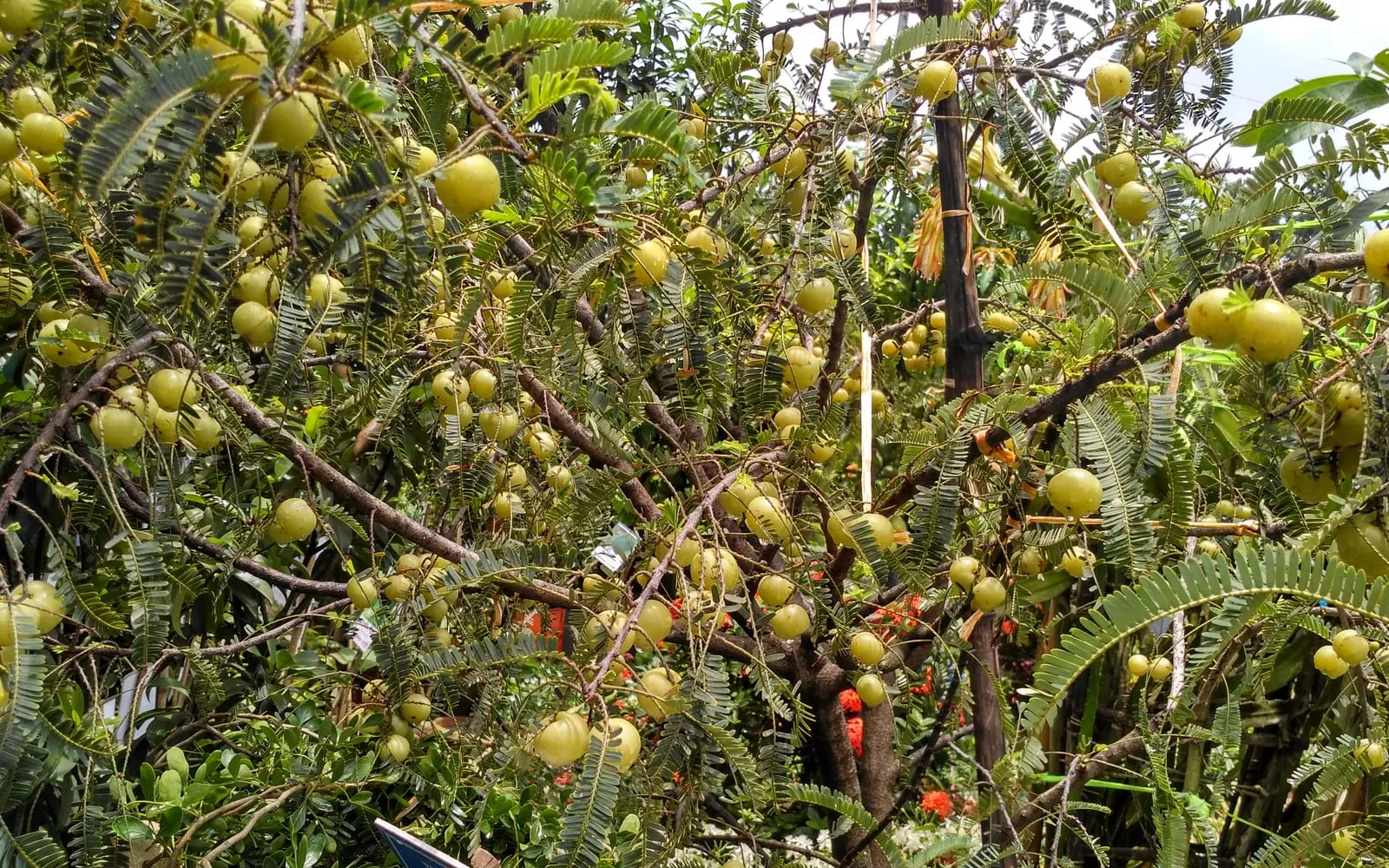 An Indian gooseberry tree laden with pale green fruit among fern-like branchlets