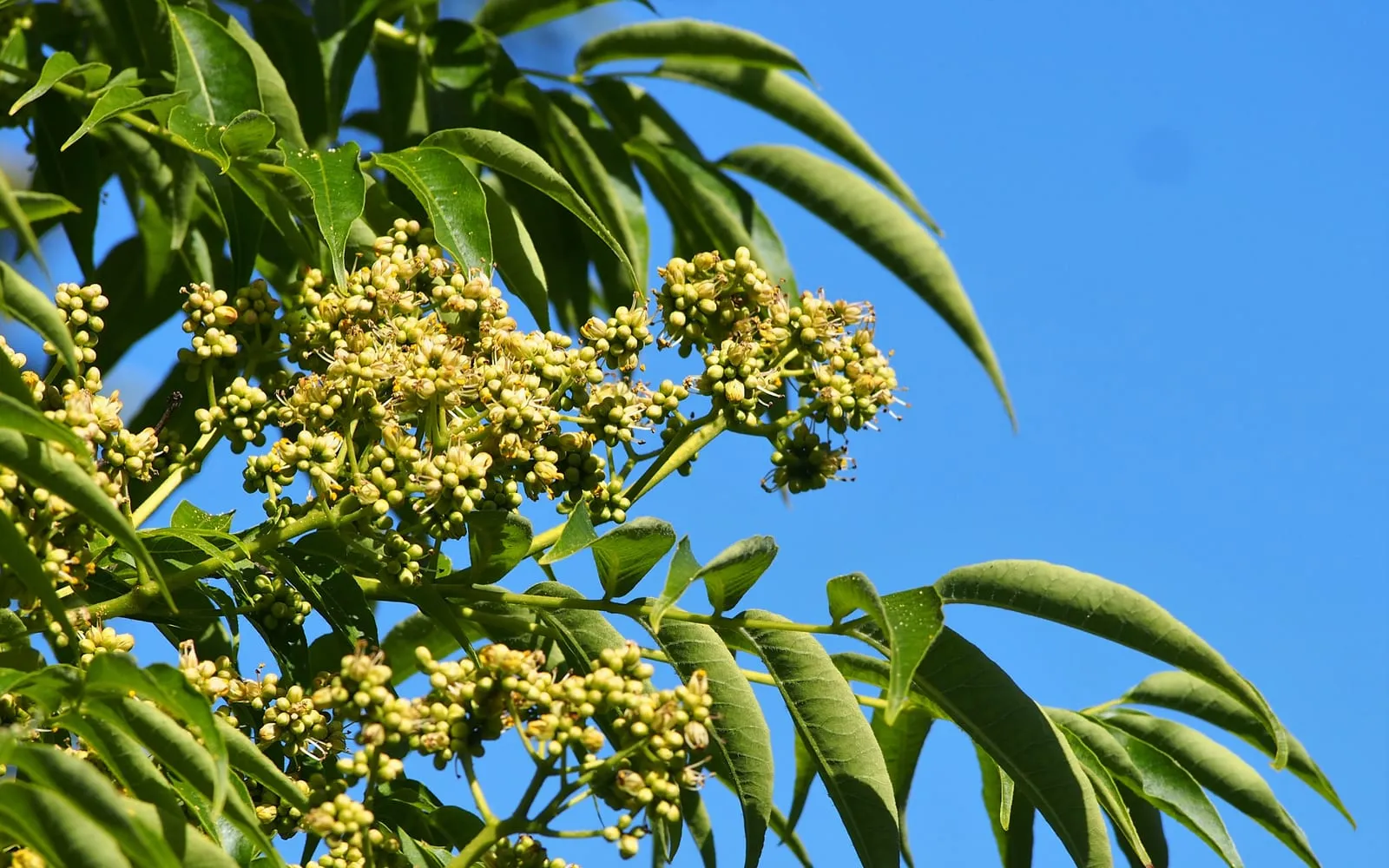 Amur cork tree foliage against a blue sky, with pinnate leaves and clusters of small greenish flowers