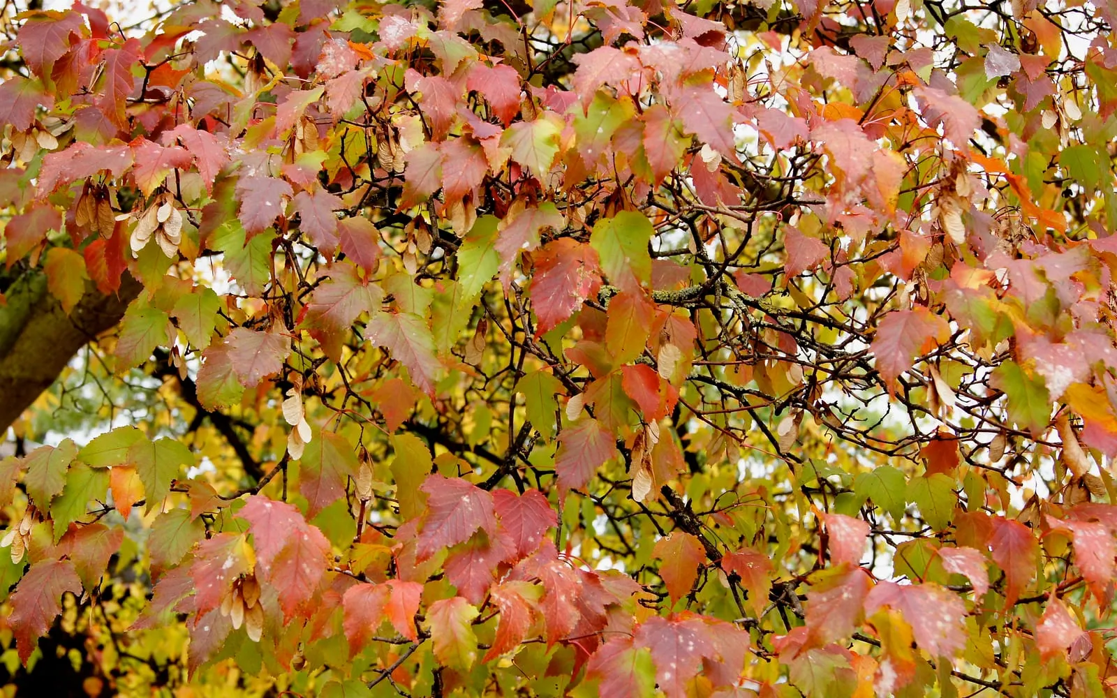 Amur maple branches with narrow three-lobed leaves turning red and orange, hung with paired winged seeds