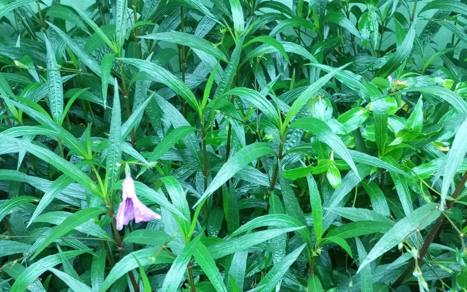 A green chiretta plant with narrow lance-shaped leaves and one small white flower