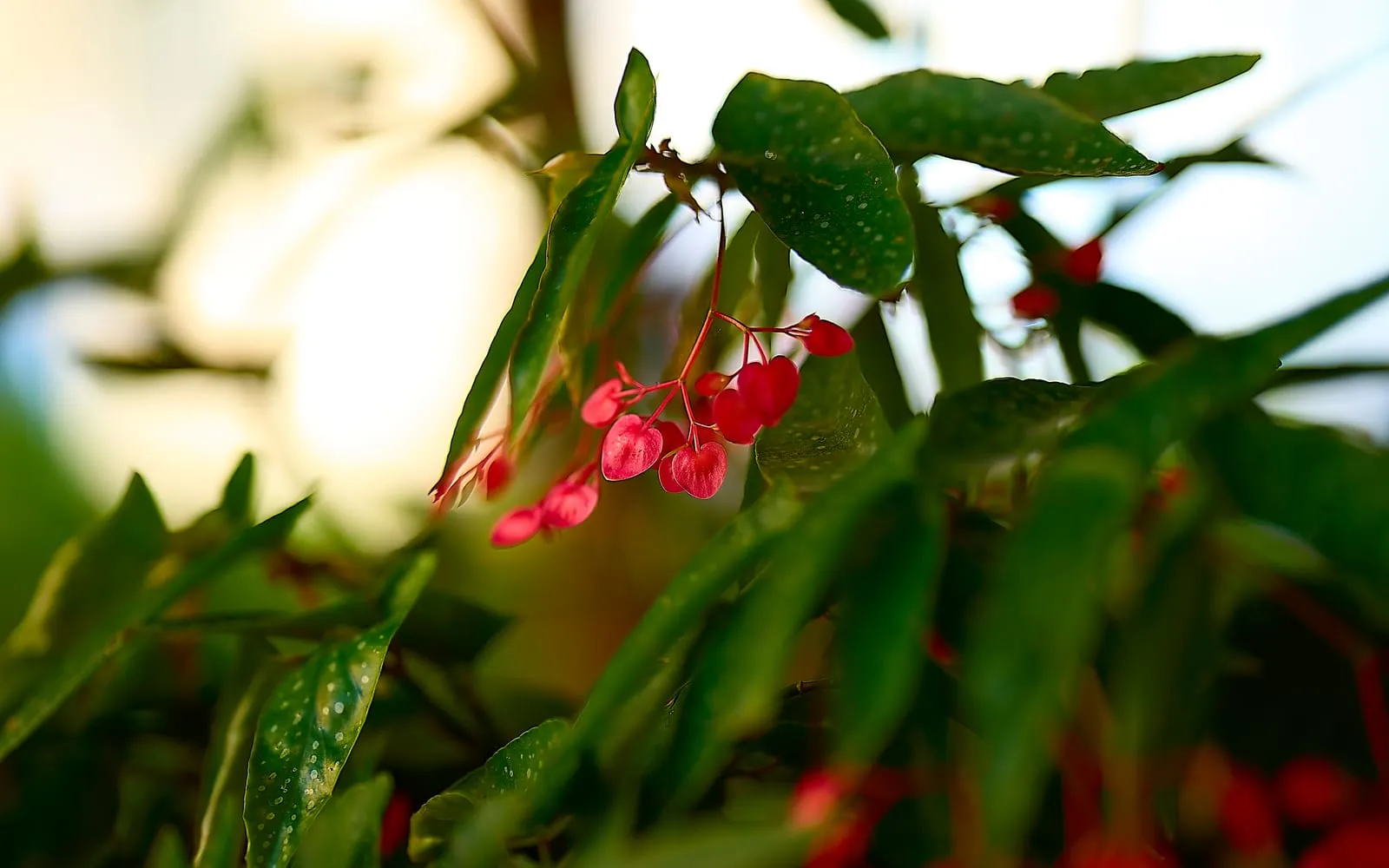 A cluster of pink-red Begonia coccinea flowers hanging among silver-spotted, wing-shaped green leaves