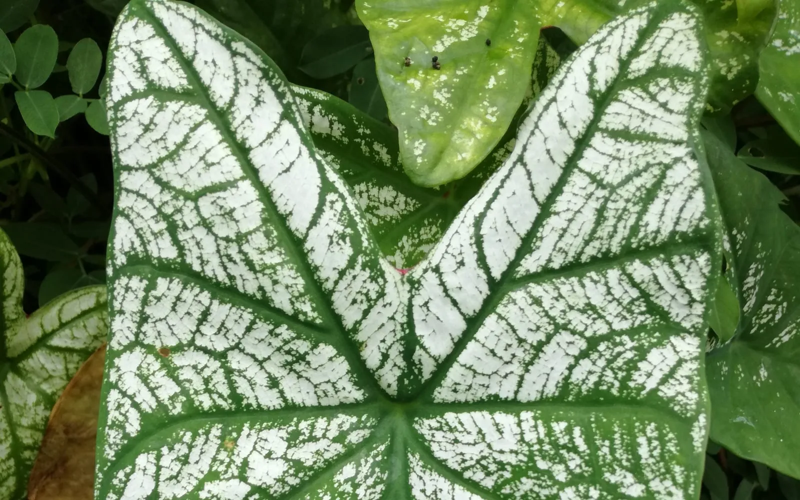 A large, papery, arrow-shaped Caladium bicolor leaf, white with bold green veins and margins