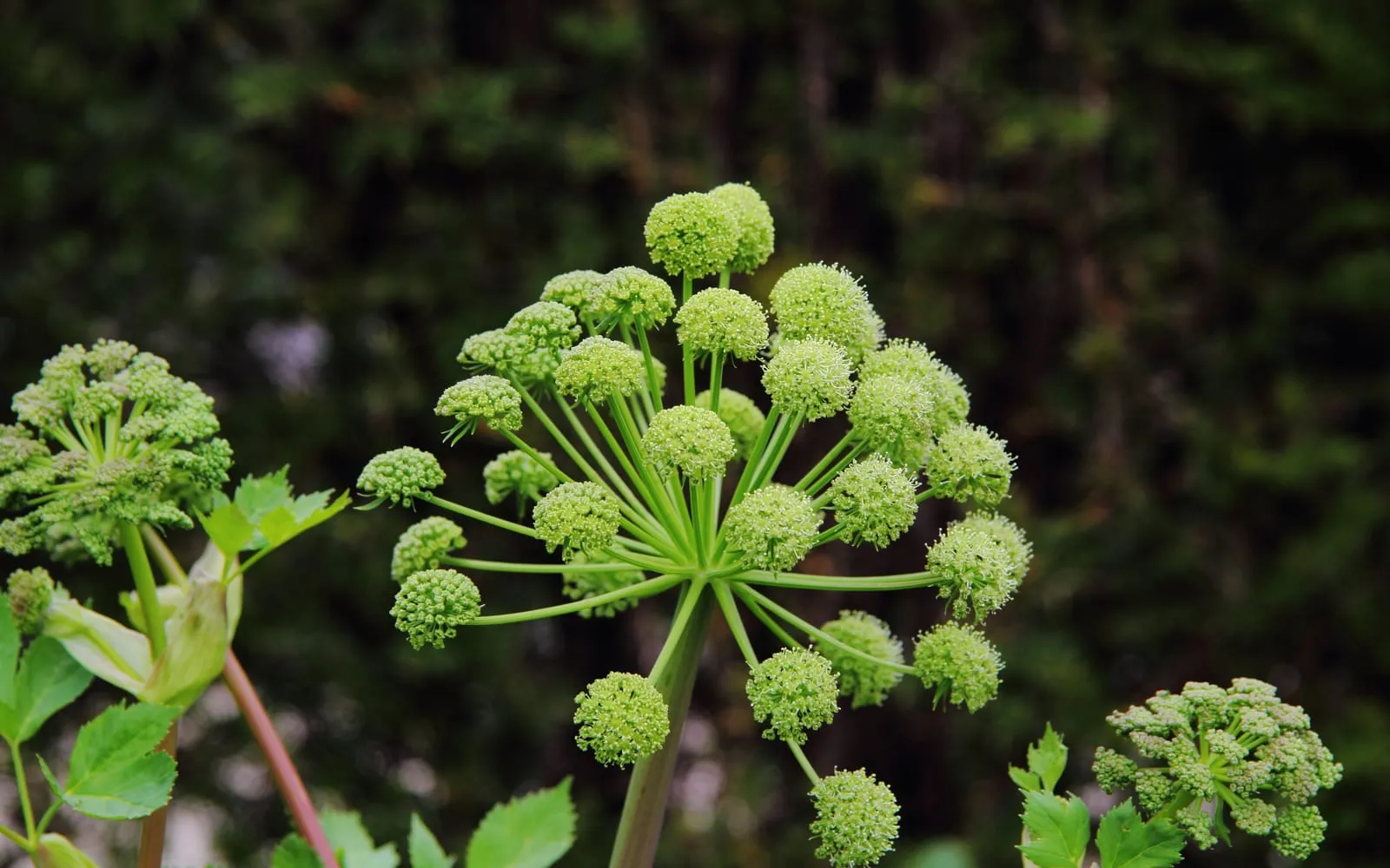The great rounded green-white flower head of angelica