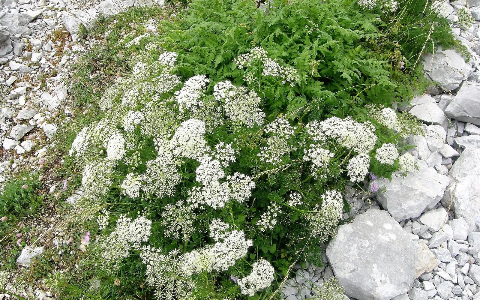 An anise plant in full white flower growing among limestone rocks