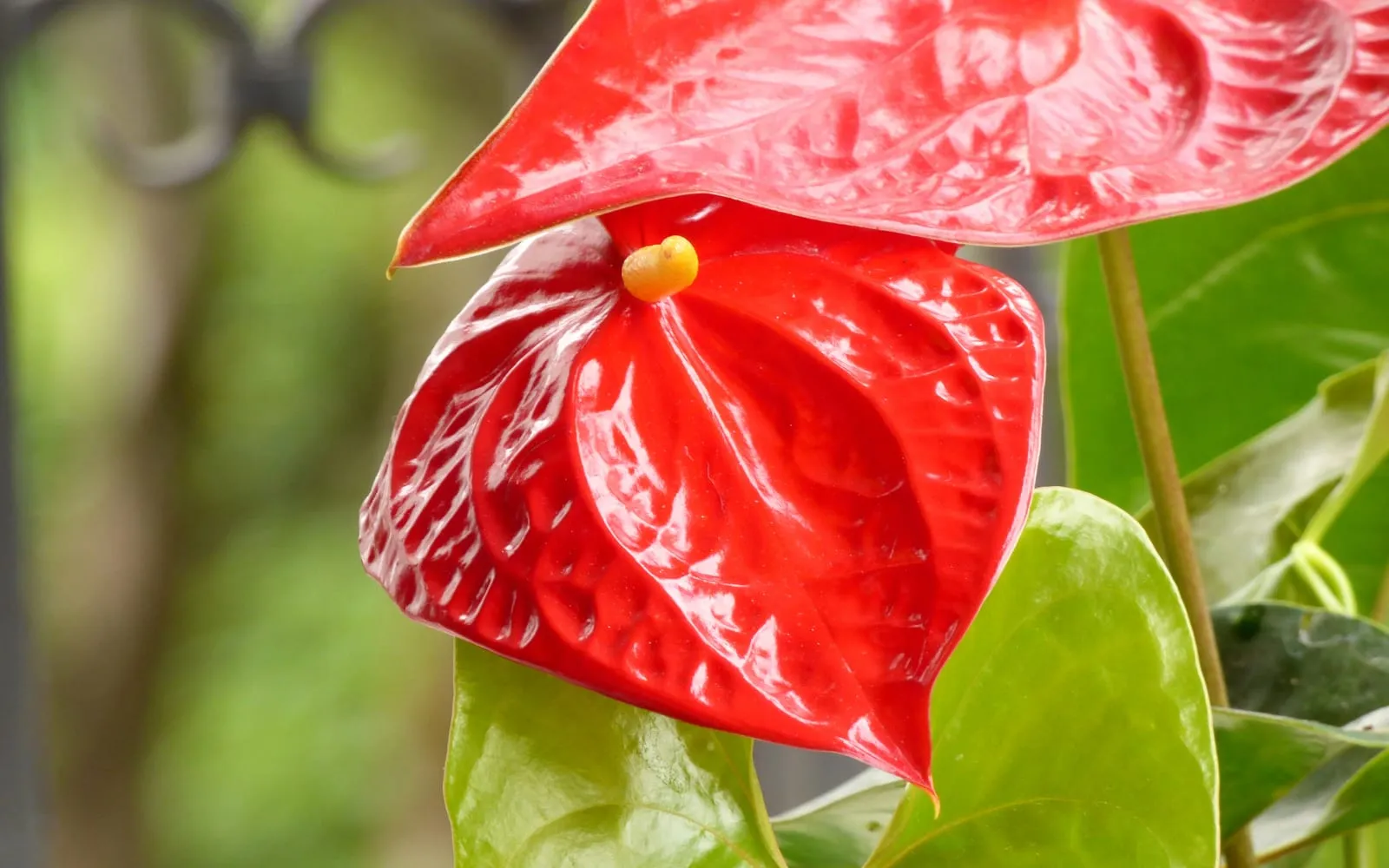 A glossy scarlet anthurium spathe with a yellow spadix curving out from its centre