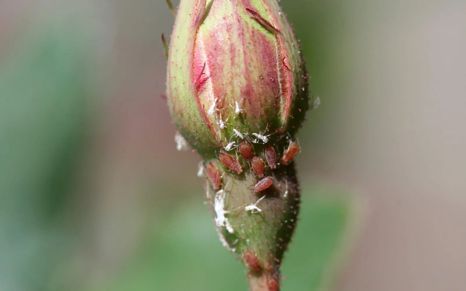 A cluster of pinkish-brown aphids at the base of a rose flower bud, with white shed skins among them