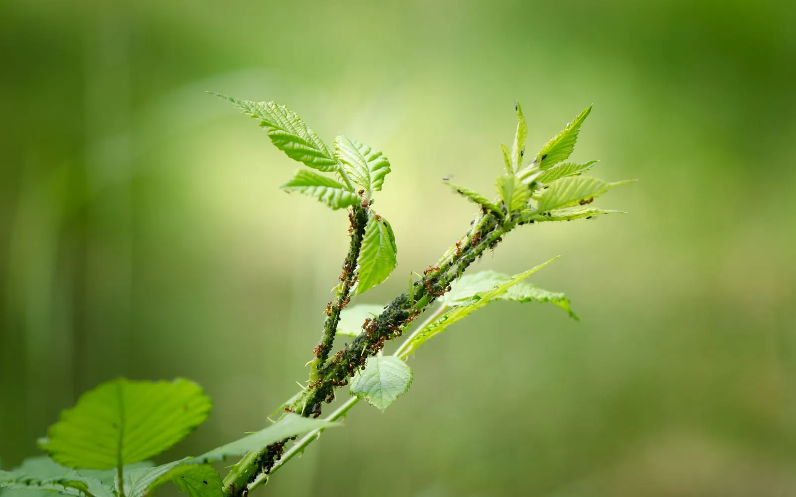 A bramble shoot covered in dark aphids with ants moving among them