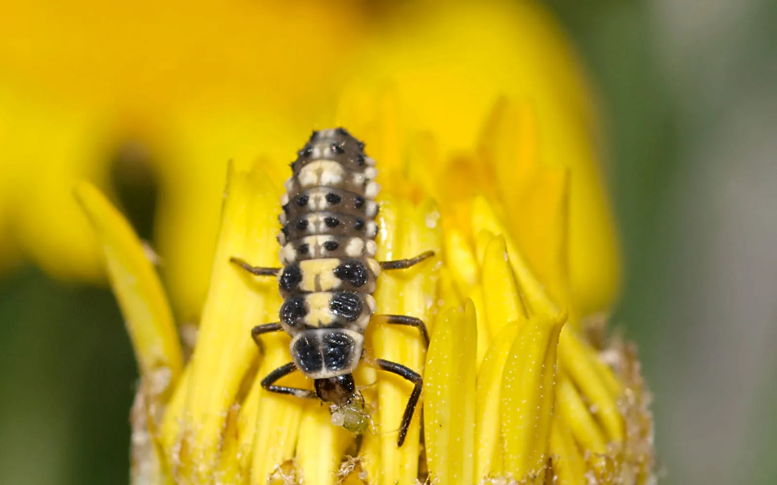A grey and cream spiny ladybird larva on a yellow flower head with a small green aphid at its jaws