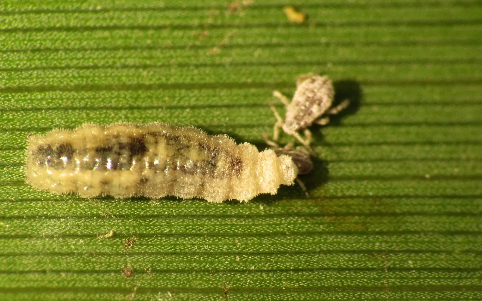A pale legless hoverfly larva on a green leaf next to an aphid