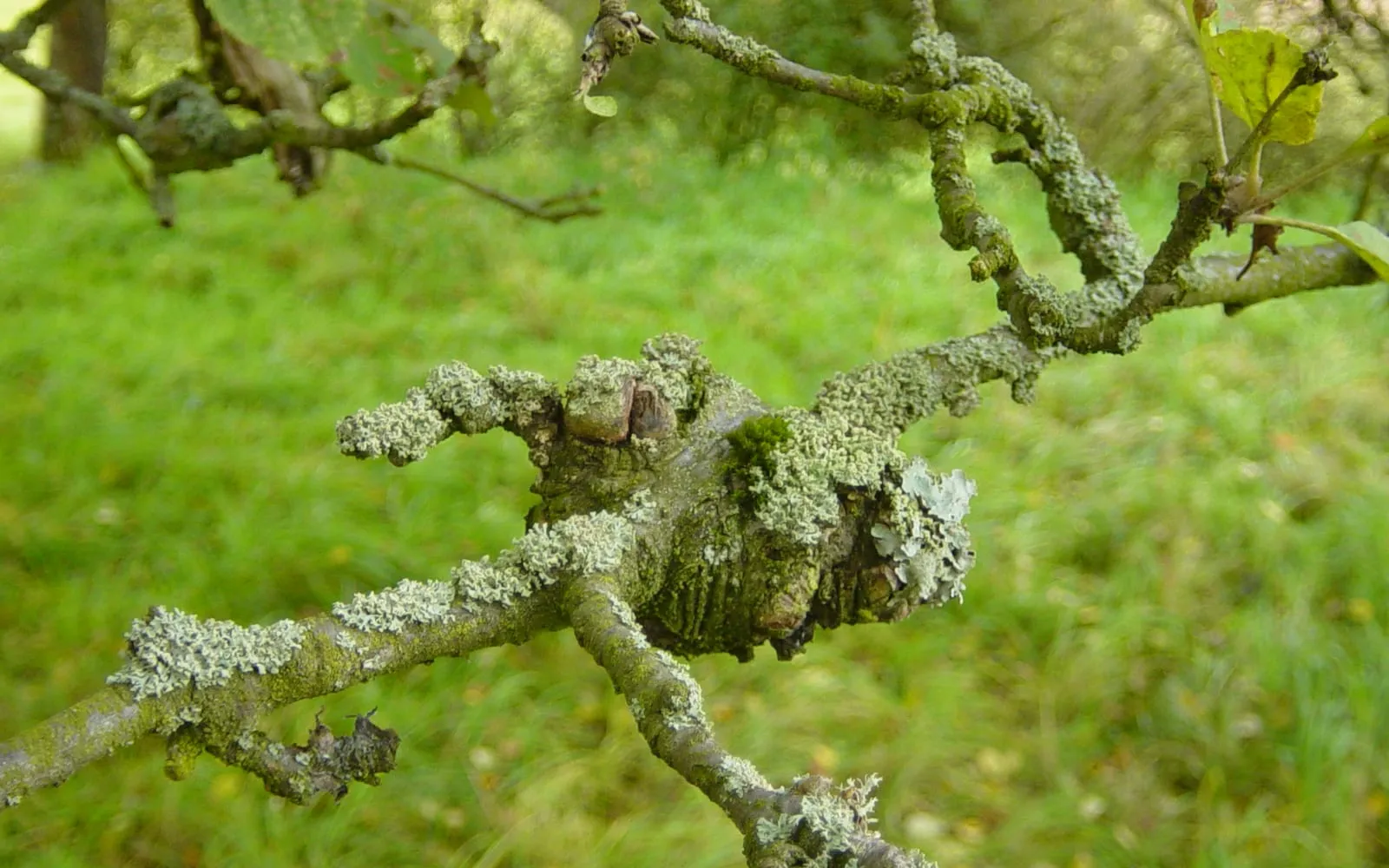 An apple branch with a swollen distorted patch where the bark has cracked into concentric ridges, the whole branch crusted with grey lichen