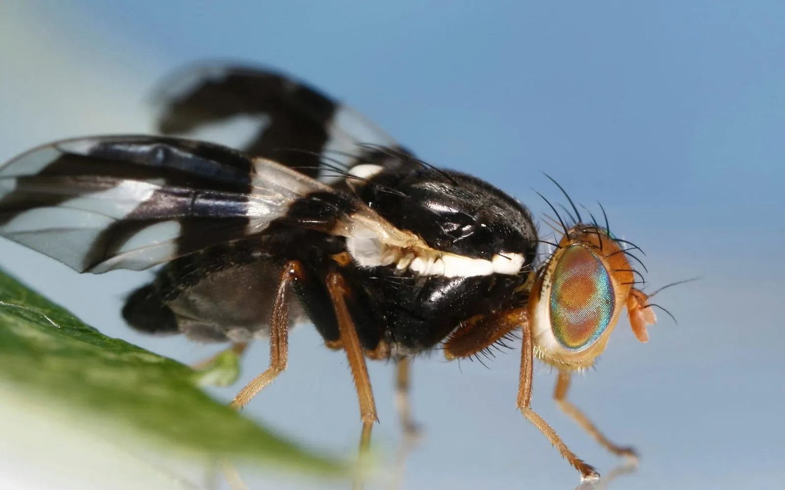 A close view of a small black fly with an iridescent eye and clear wings crossed by four dark bands that meet to form an F shape