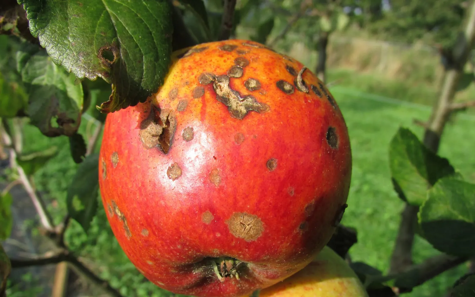 A red apple on the tree marked with several rough brown corky patches, some cracked open, with a blotched leaf above it
