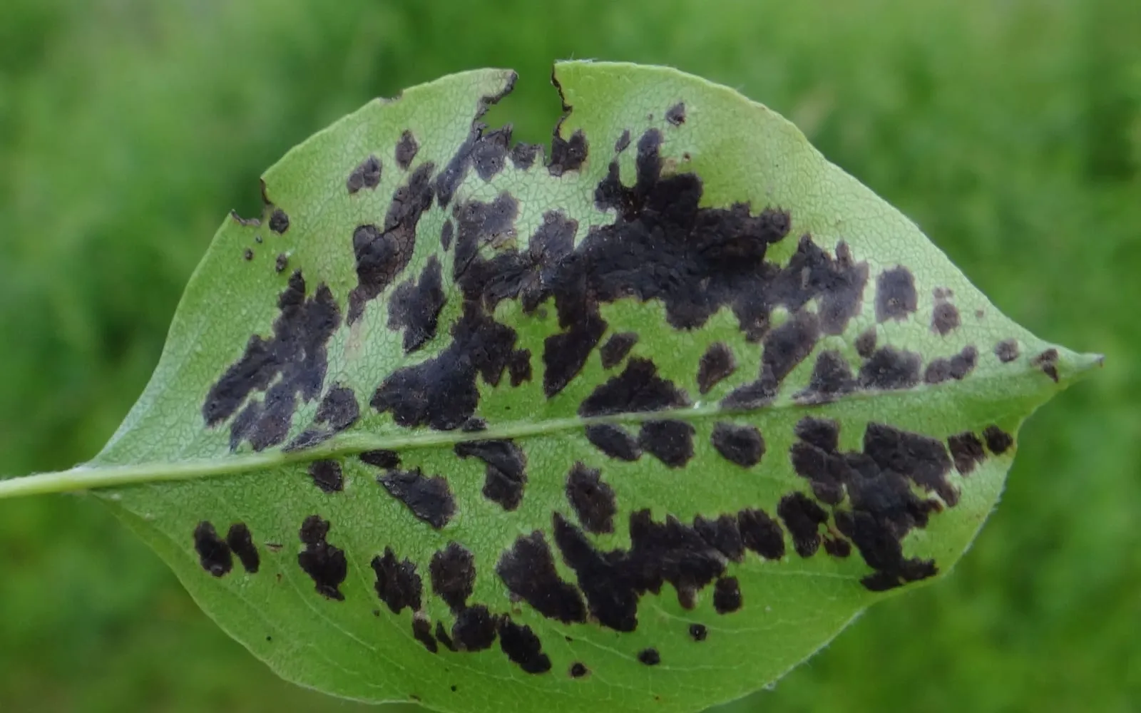 A green pear leaf covered in irregular sooty black blotches with soft edges, running along both sides of the midrib